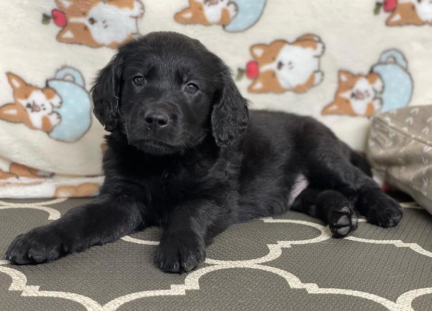 ขายสุนัข Black Golden Retriever สีดำสนิท น้องน่ารักมาก