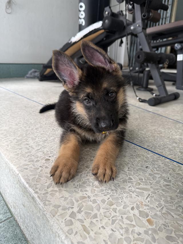 หมาเยอรมันแชดเพริด 9