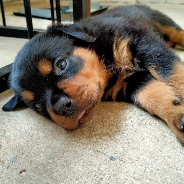 สุนัขสายพันธุ์ร็อตไวเลอร์