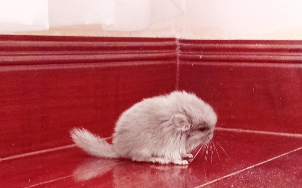 สัตว์เลี้ยงchaichila รูปย่อยที่ 2