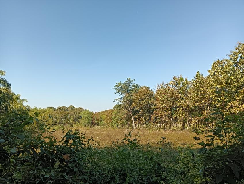 ที่ดิน4ไร่1งาน86ตร.วา 6