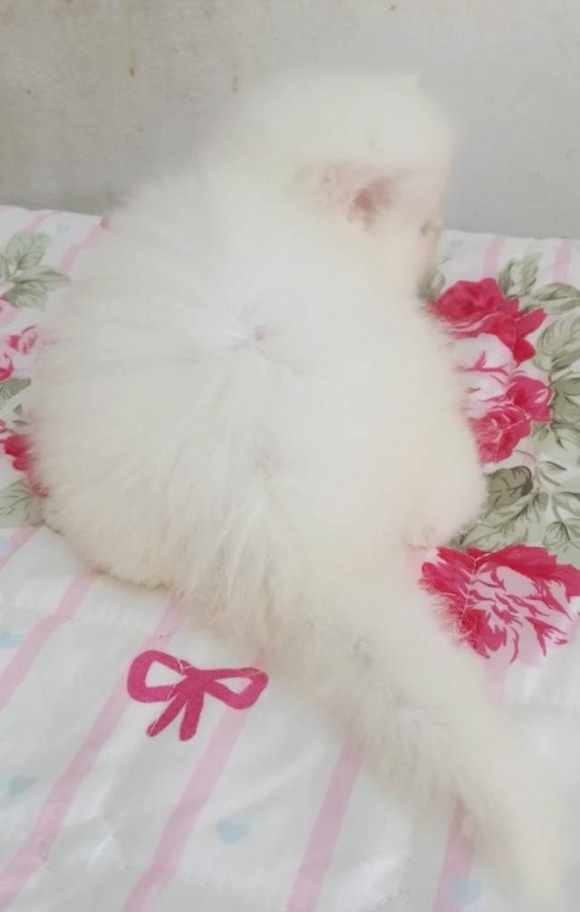 แมวเปอร์เซียเซียน่ารักมากเมีย พระรามสอง เทียนทะเล20 รูปที่ 8