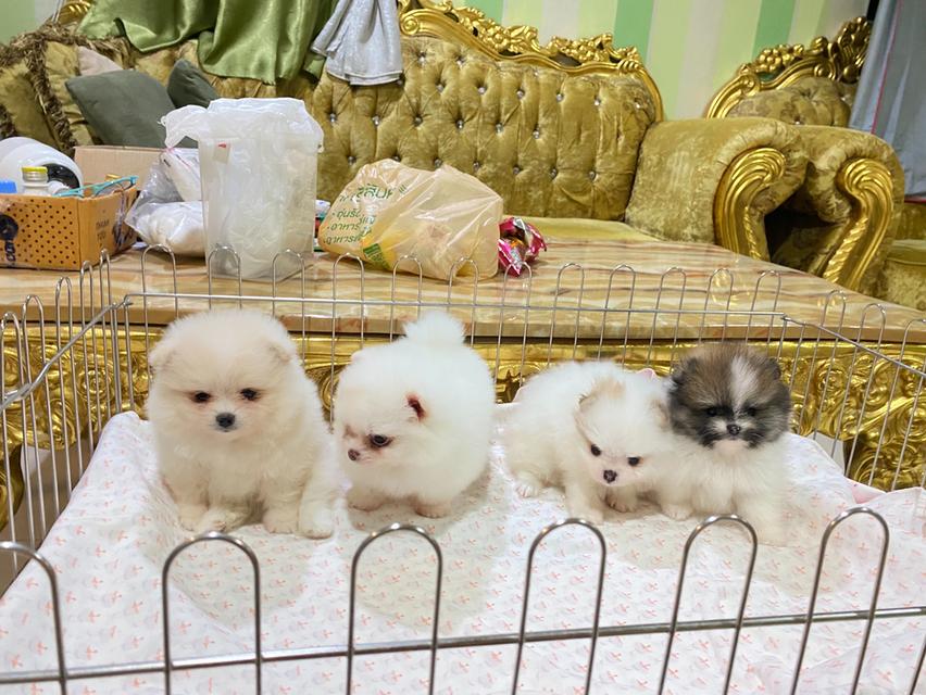 ลูกปอมเมอเรเนียนแท้ อายุ50วัน พร้อมเลี้ยง ราคากันเอง รูปที่ 5