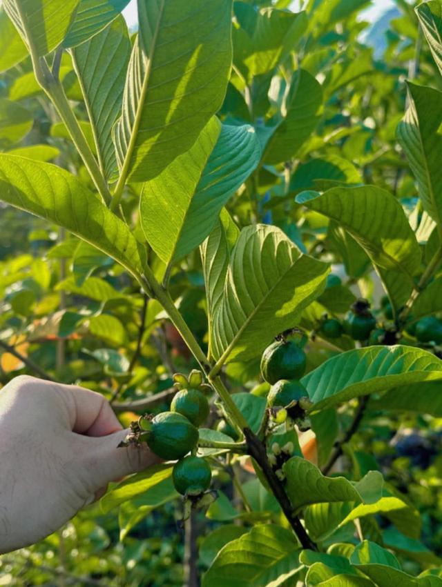 ที่ดินทำสวนฝรั่ง จ.ราชบุรี 2