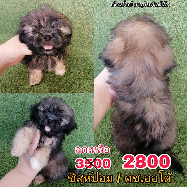 งบน้อยทางนี้!! 3500 ลดเหลือ 2500/2800 ชิสุห์ผสมปอม ช. พร้อมย้าย รูปที่ 21