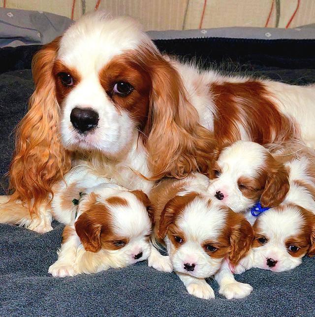 Cavalier King Charles Spaniel puppies  WhatsApp me : +66 63 826 3042
