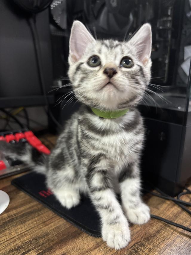 แมว American Shorthair