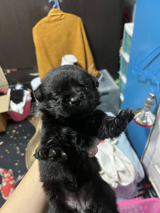 หมาคอนเชปด็อกอายุ1เดือน 2