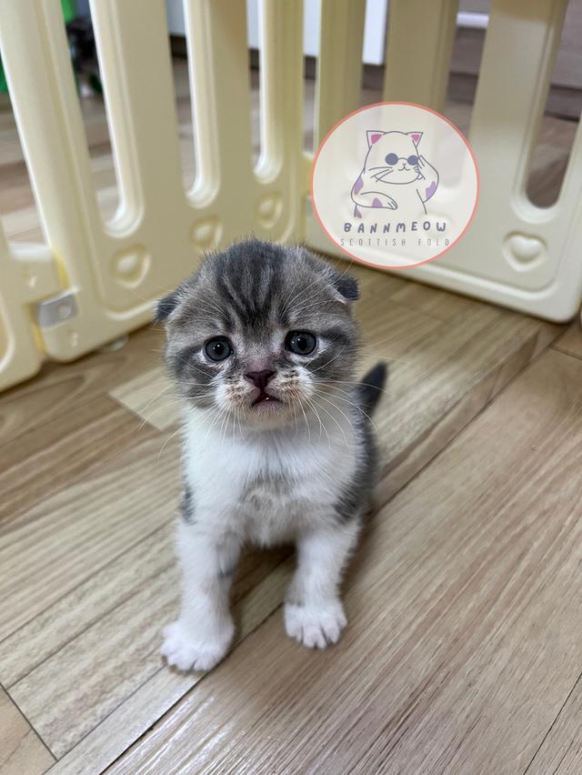 ดช สก็อตติช 1