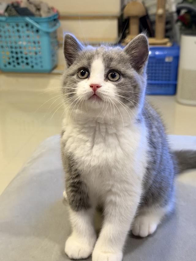 แมวบริติชสายเลือดแชมป์