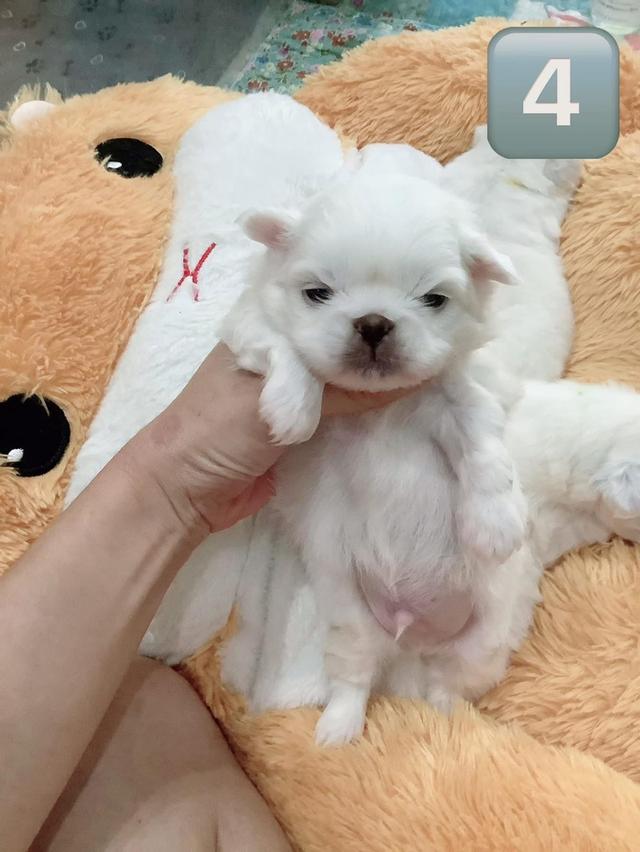 เปิดจองลูกสุนัข Pekingese  5