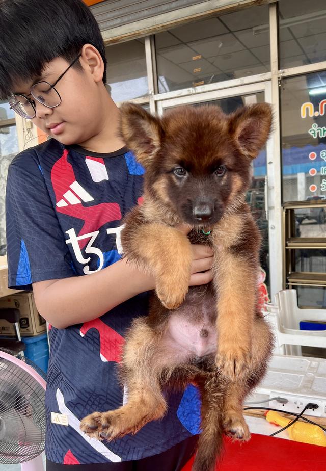 สุนัขเยอรมันเชฟเพริด