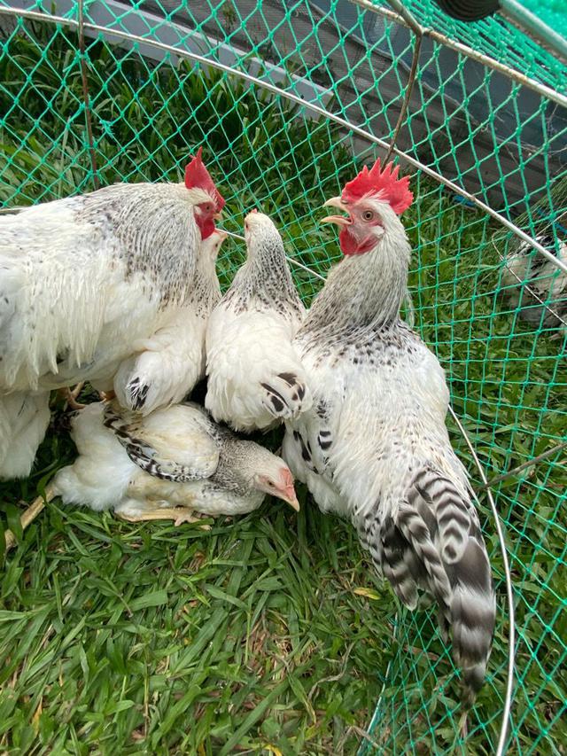 ไก่ไข่ไทยบาร์สวยงาม 4