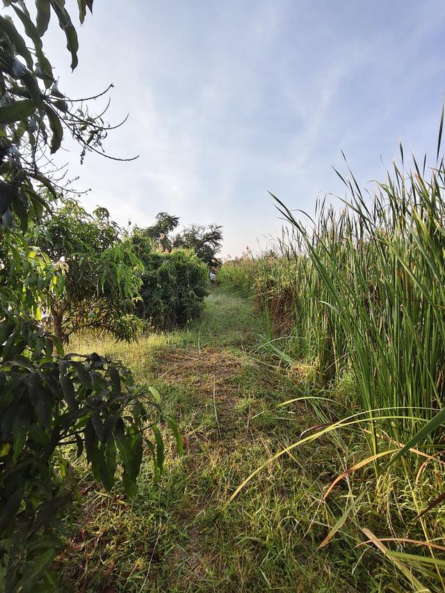 ขายที่ดินเปล่าติดถนน มีน้ำไฟ 6