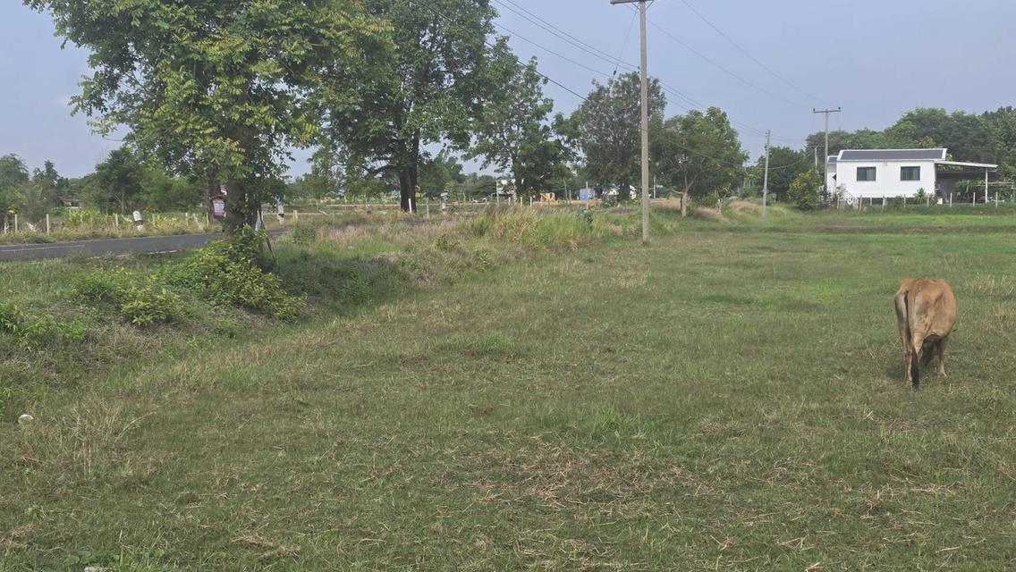 ขายที่ดิน 10 ไร่ อ.ลำปลายมาศ จ.บุรีรัมย์ 6.5 ล้าน 2