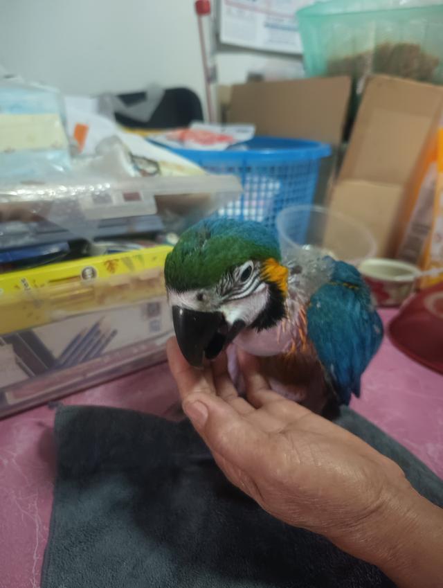 บลูโกล Blue and Gold Macaw