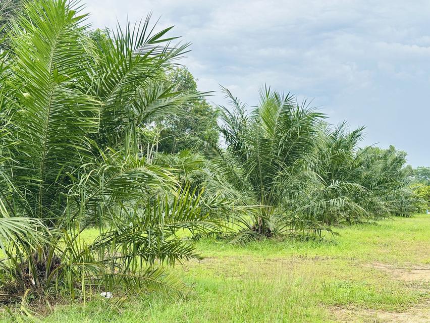 ‼️ขายที่ดินใกล้เมืองหาดใหญ่ โซนคลองแห ทำเลกำลังเติบโต 🏡🌿 5
