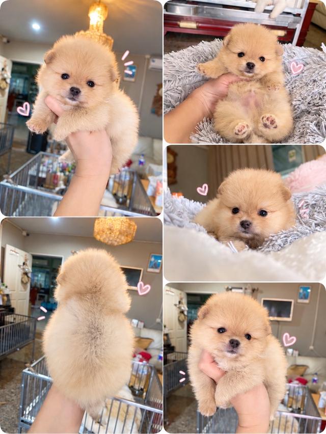 ลูกปอมเมอเรเนียนแท้ มีบริการจัดส่งทั่วประเทศ รูปที่ 16