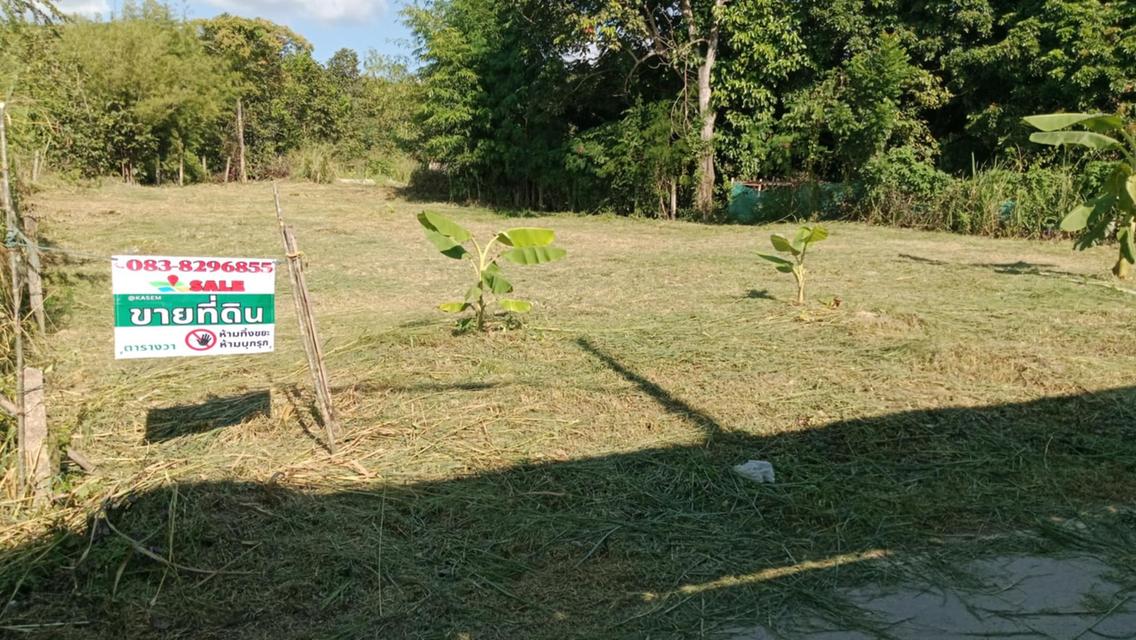 📣 โอกาสทอง! ที่ดินเกือบ 2งาน 270,000บาท ทำเลดี อ.เมืองลำพูน ราคาสุดคุ้ม! 🏡✨ 4