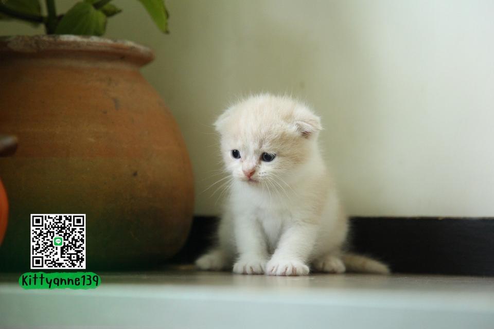 แมวสก็อตติชโฟลด์แท้พ่อพกใบwcf 16