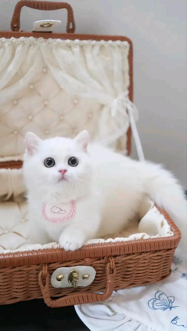 แมวมันช์กิ้น สีขาว 1
