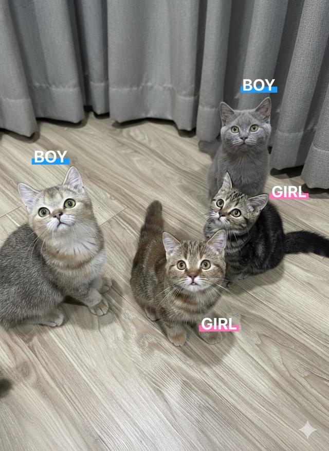 แมว Scottish Fold เบาๆ