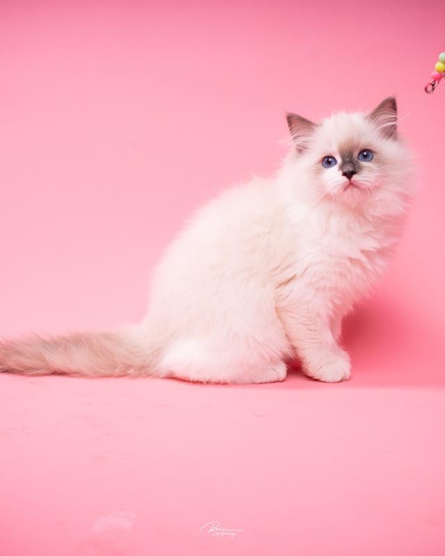 แมวแร็กดอลล์ (Ragdoll) อายุ 4 เดือน รูปย่อยที่ 3