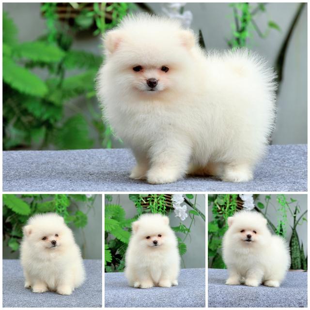 ปอมหน้าหมีสีขาวล้วนหนุ่มหล่อ