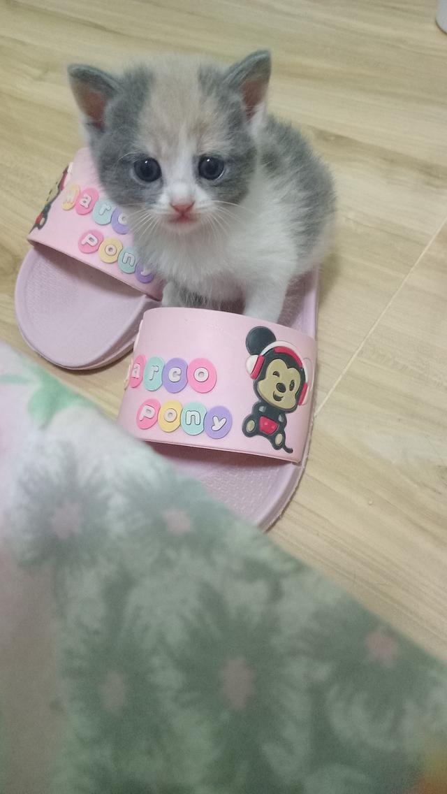 ลูกแมวบริติช 2
