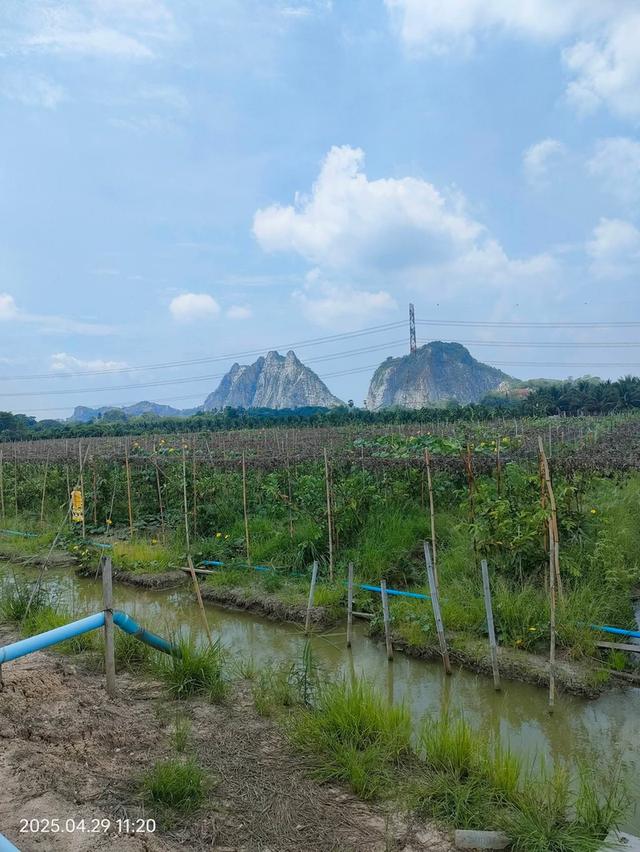 ที่ดินทำสวนฝรั่ง จ.ราชบุรี 17