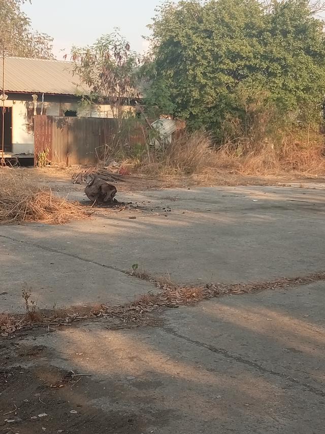 ขายที่ดิน6ไร่ติดถนนนิมิตรใหม่ คลองสามวา 15