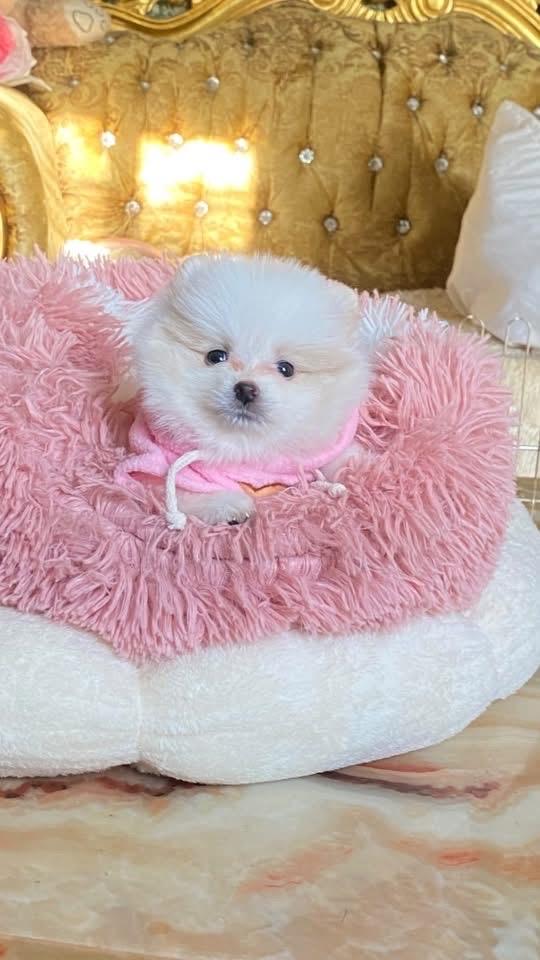 ลูกปอมเมอเรเนียน ทีคัพ อ้วนกลมฟู น่ารัก ทรงสวย พร้อมส่ง
