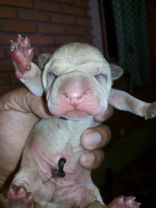 ลูกสุนัข Shar Pei หาผู้ปกครอง 2