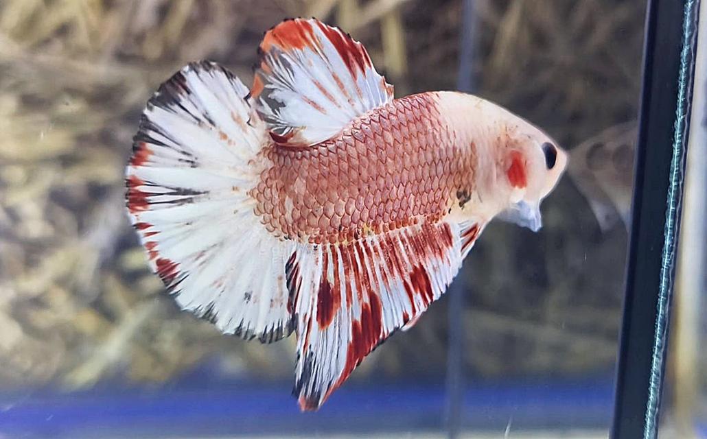 นีโม่โค่ย (Koi Betta) สีหลุมติดลายไฟ 7