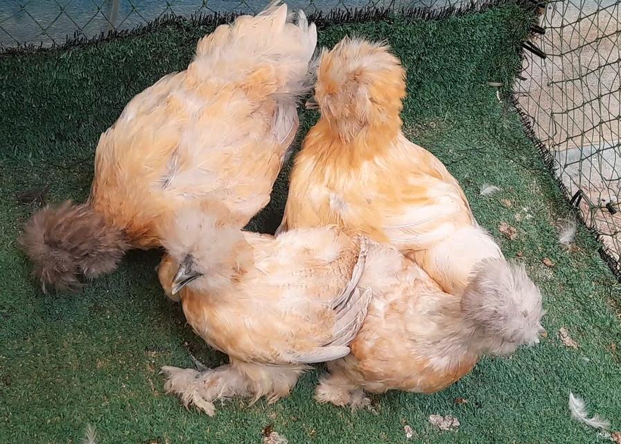 ซิลกี้ขนใบสีบัฟอายุ3ดือนชุด4ตัวผู้1เมีย3"โปรพิเศษส่งฟรีทั่วไทย" รูปที่ 10