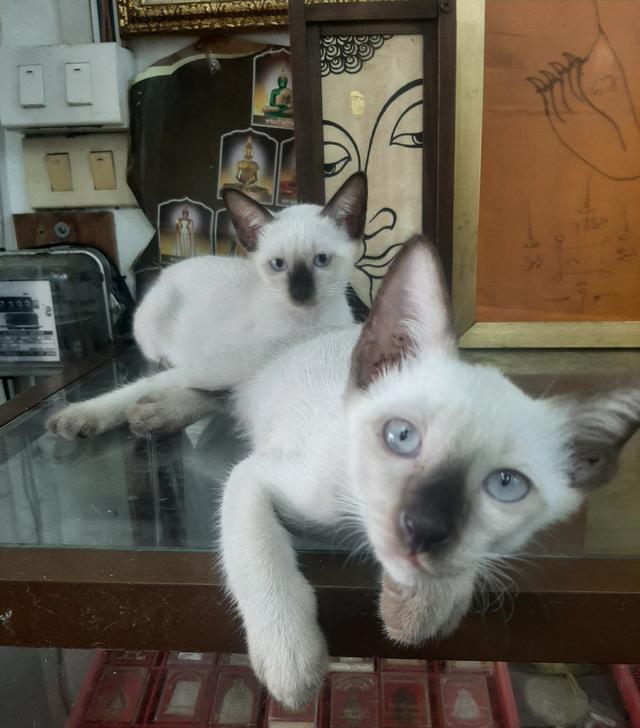 ลูกแมววิเชียรมาศแท้ มีใบเพด (SIAMESE CAT) 3