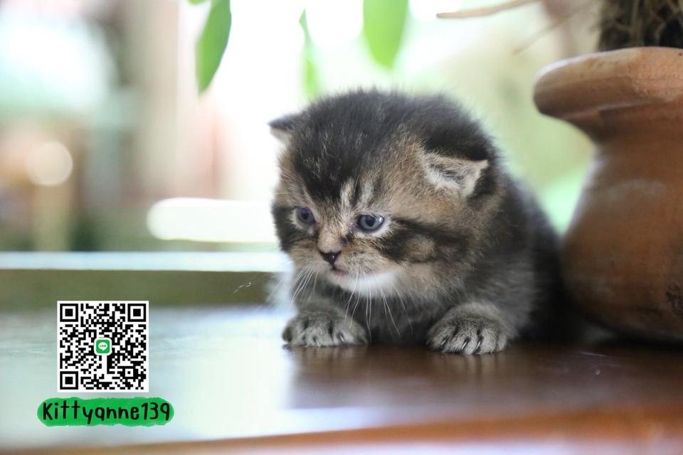 แมวเปอร์เซียผสมบริติชwcf รูปที่ 14