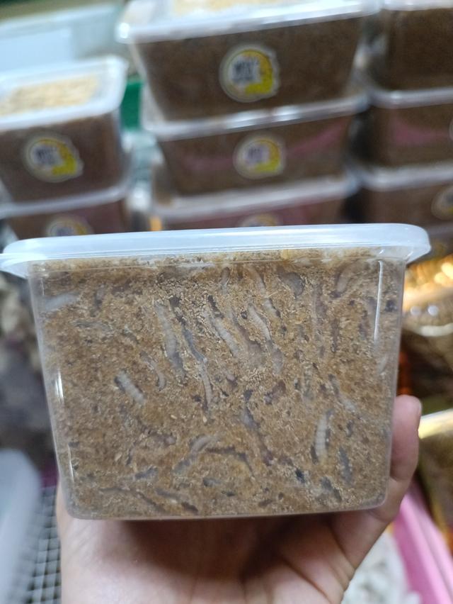 หนอนแว็กซ์ อาหารสัตว์เลี้ยง อาหารชูการ์ไกรเดอร์ รูปที่ 2