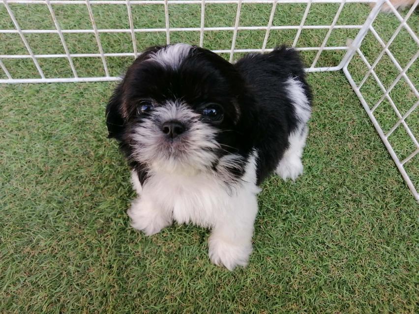 ชิสุห์ปอม สีขาวดำ ดญ.ชะเอม พร้อมย้าย รูปที่ 4