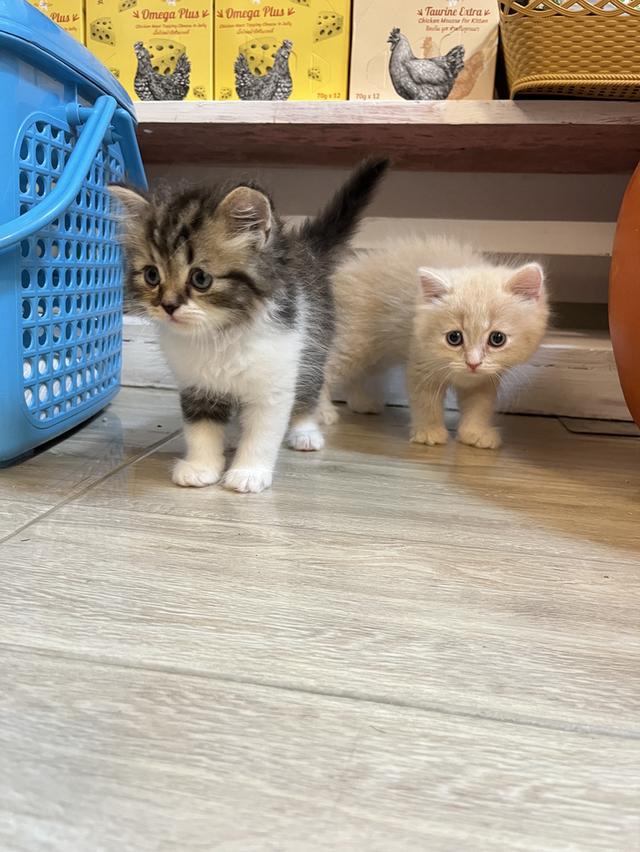 แมวเปอเซียแท้ สีครีม ลายเสือ รูปที่ 2