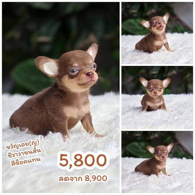 ชิวาวาพันธุ์แท้ไซส์เล็กสีช็อค 4