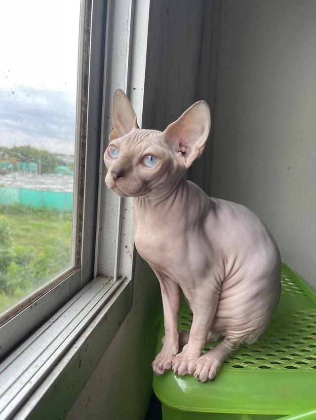 แมวสฟิงซ์เพศเมีย 5เดือน ฉีดวัคซีนแล้ว มาดูได้ที่ลาดกระบัง 6