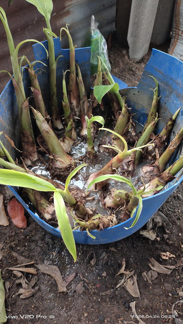 หน่อพันธุ์กล้วยงาช้างPlantain รูปย่อยที่ 3