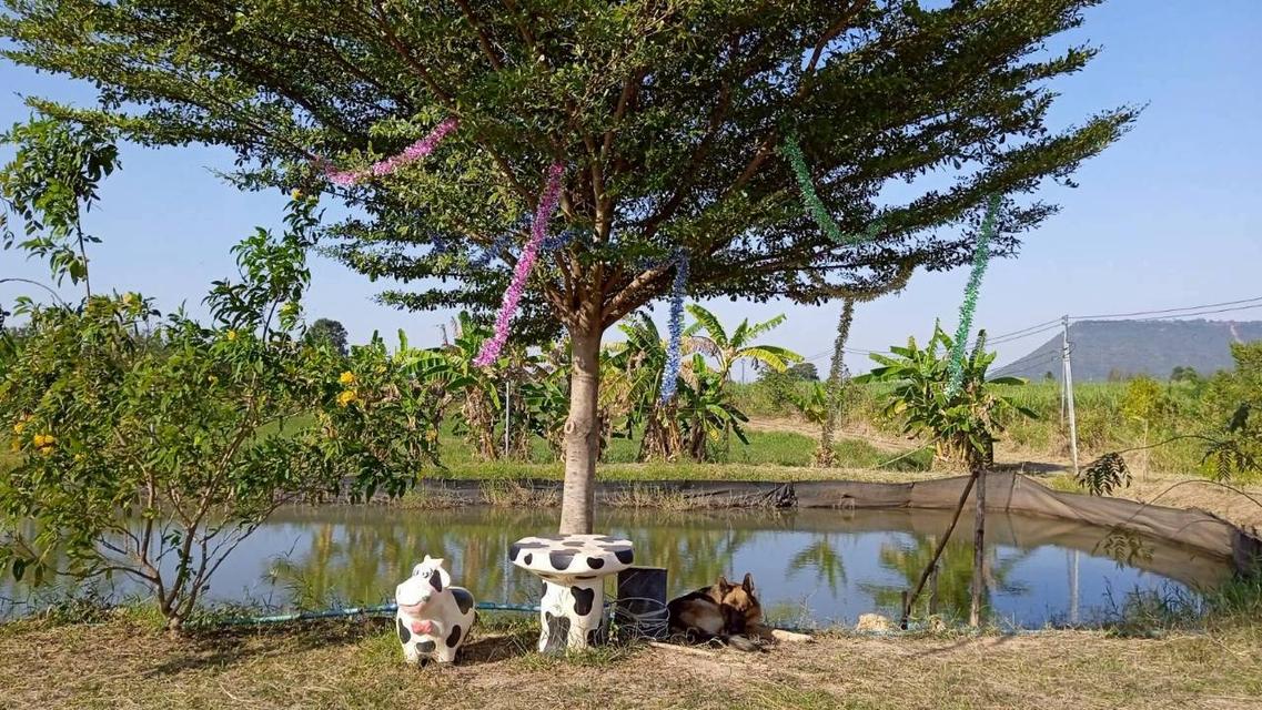 ขายที่ดินทางเลือก (ภบท5) ราคาจับต้องง่าย. ( 612บ./ ตร.วา ) ( 20 ไร่. : 4.9 ล้าน ) | ซื้อขาย เปลี่ยนชื่อได้ : พื้นที่. ปลอดภัยฯ หายห่วง | อากาศบริสุทธิ 12
