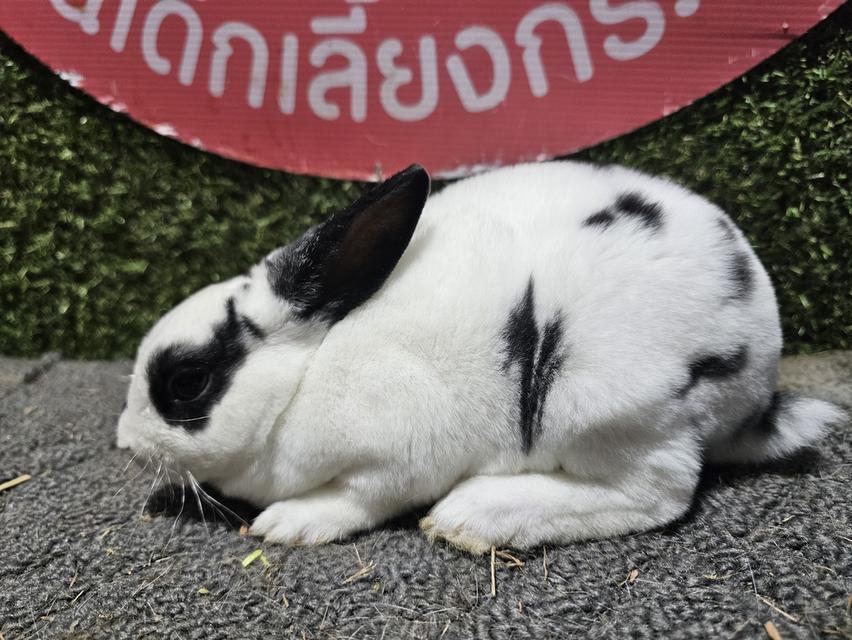 กระต่ายมินิเร็ก ขนกำมะหยี่ รูปที่ 3