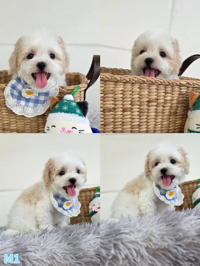 น้องหมาพุดเดิ้ล ตาโต น่ารัก น่ารักค่ะ