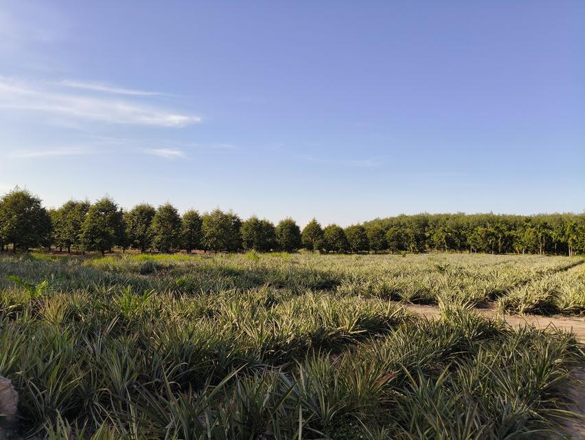 ( ด่วน )ขายที่ดิน อ.แกลง ระยอง ยกแปลง เนื้อที่ 5 ไร่ - 68.5 ตารางวา 4