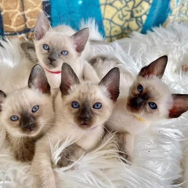 Siamese Male And Female Kittens รูปที่ 3