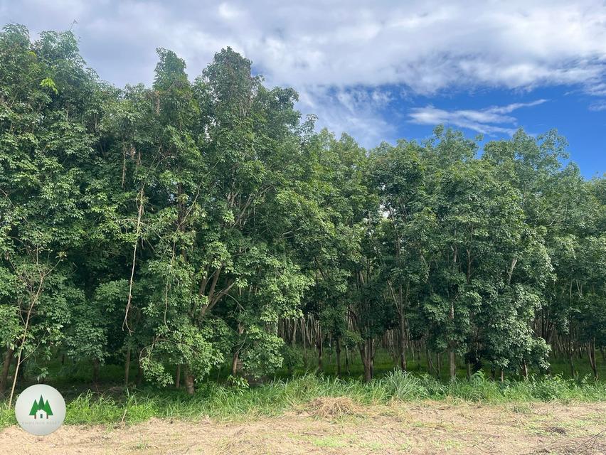📣ขายที่ดิน ติดถนนใหญ่สายหลัก ด้านหลังติดแม่น้ำภาชี พร้อมสวนยาง อายุ 10 ปี เนื้อที่ 10 ไร่ 5
