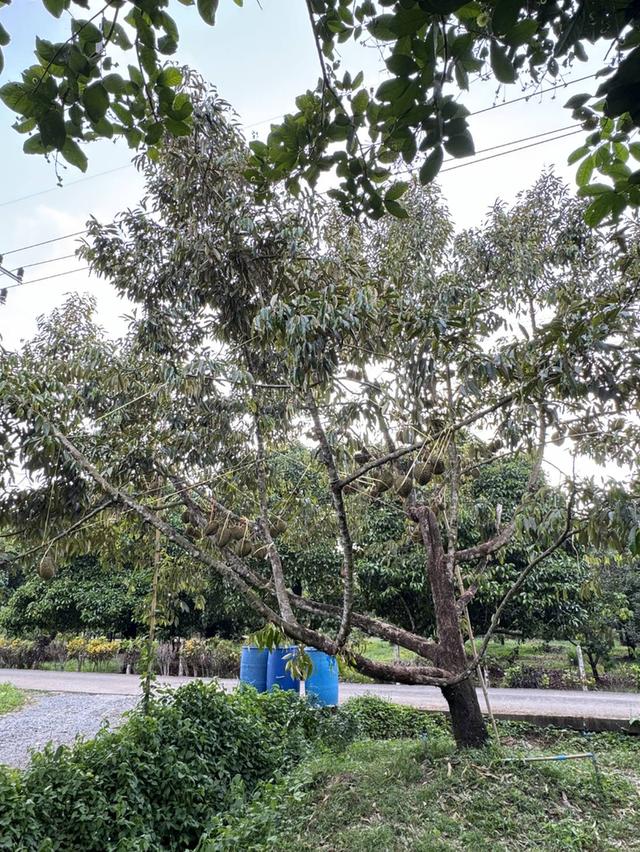ที่สวนจันทบุรี  ที่ดิน 2